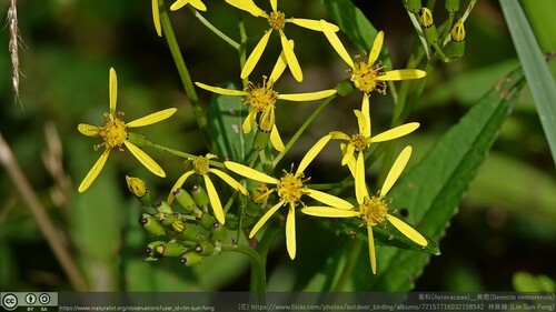 Senecio nemorensis (Senecio nemorensis)