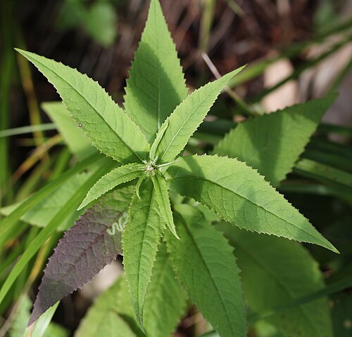 Senecio nemorensis: Leaves of Senecio nemorensis , in Mount Ontake , Ōtaki, Nagano prefecture , Japan .
