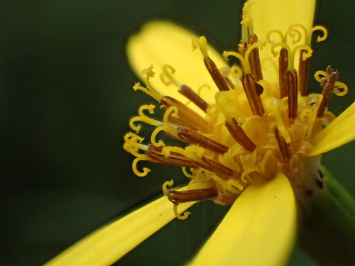 Senecio nemorensis