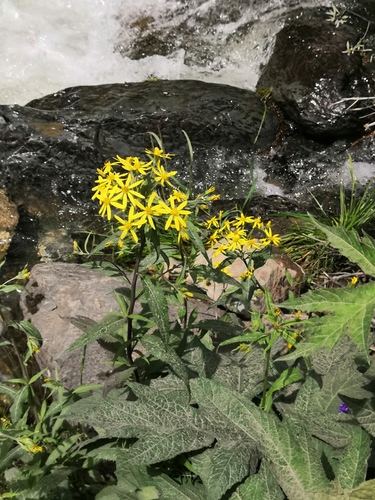 Senecio nemorensis (Senecio nemorensis)
