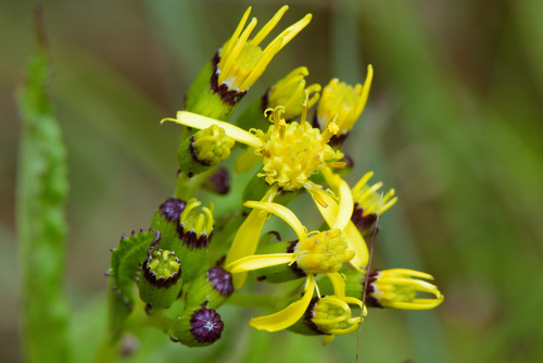 Senecio nemorensis (Senecio nemorensis)