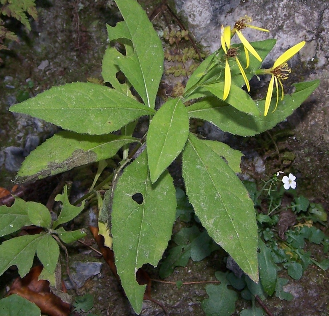 Senecio nemorensis: Senecio nemorensis subsp. nemorensis (pl. starzec gajowy), habitat: Pieniny, Wąwóz Homole