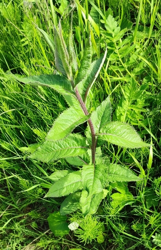 Senecio nemorensis (Senecio nemorensis)