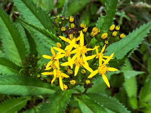 Senecio nemorensis (Senecio nemorensis)
