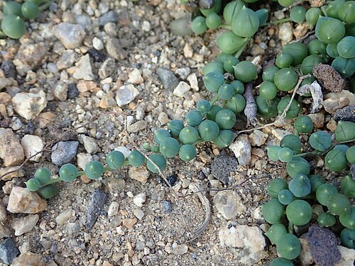 String of pearls: Senecio rowleyanus , botanical garden in Berlin.