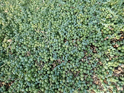 String of pearls: Senecio rowleyanus , botanical garden in Berlin.