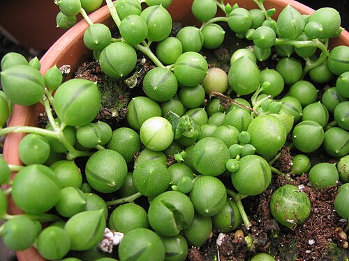 String of pearls: Senecio rowleyanus leaves