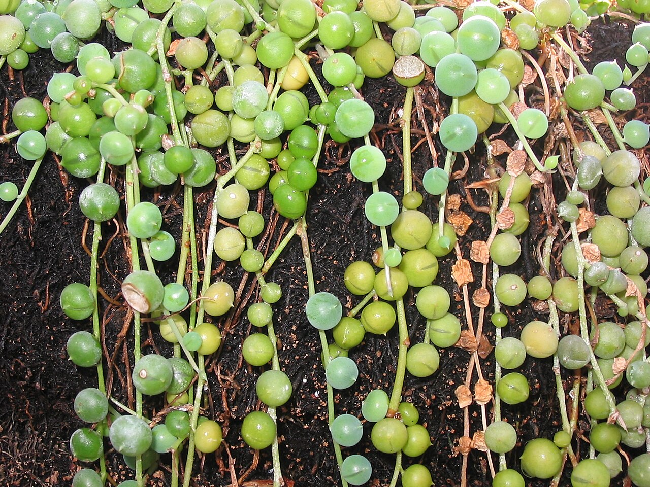 String of pearls: Pablo Alberto Salguero Quiles