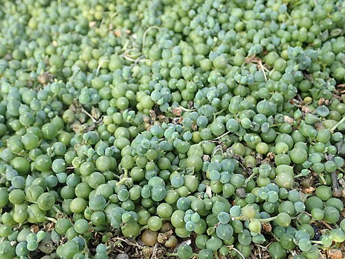 String of pearls: Senecio rowleyanus , botanical garden in Berlin.