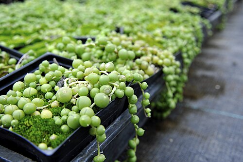 String of pearls: Senecio rowleyanus in containers