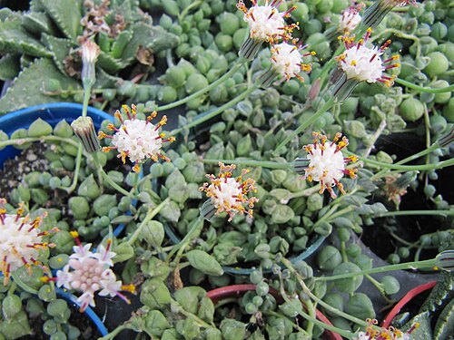 String of pearls: Senecio rowleyanus, commonly called String-of-Pearls or String-of-Beads, is a flowering plant in the family Asteraceae. It is native to southwest Africa. S. row