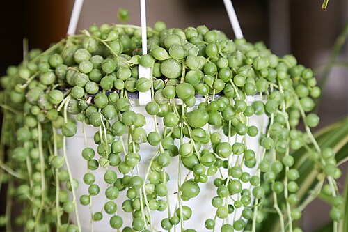 String of pearls: Januar 2017 Canon EOS 6D EF 24-105mm f/4L IS USM Creative Commons Licence BY 2.0 <a href=" https://creativecommons.org/licenses/by/2.0/ " rel="noreferrer nofoll
