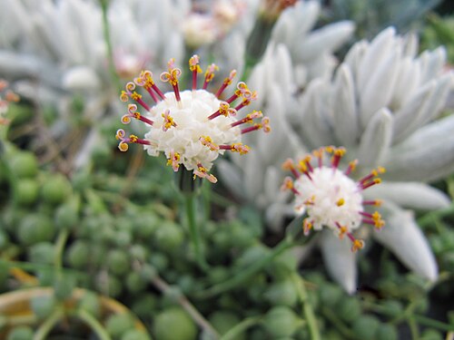 String of pearls: The String-of-Beads plant. I had never seen one in flower before! Senecio rowleyanus, commonly called String-of-Pearls or String-of-Beads, is a flowering plant