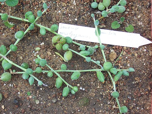 String of pearls: Senecio rowleyanus