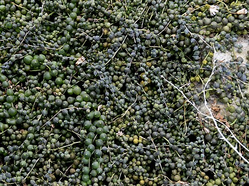 String of pearls: Curio rowleyanus STRING-OF-PEARLS. Royal Botanic Gardens, Kew.