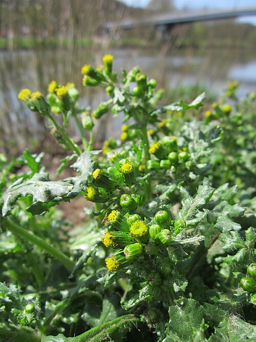 Groundsel: Gewöhnliches Greiskraut ( Senecio vulgaris ) an der Saar in Saarbrücken