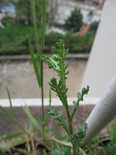 Groundsel (Senecio vulgaris)