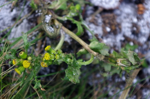 Groundsel (Senecio vulgaris)