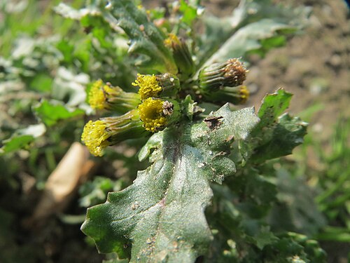 Groundsel: Gewöhnliches Greiskraut ( Senecio vulgaris ) in Hockenheim