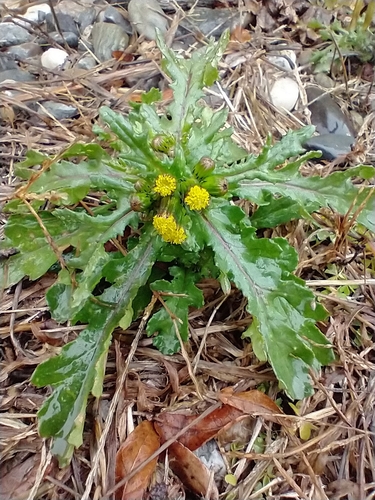 Groundsel (Senecio vulgaris)