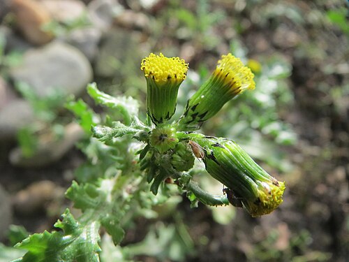 Groundsel: Gewöhnliches Greiskraut ( Senecio vulgaris ) in Hockenheim