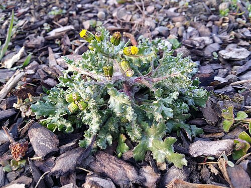Groundsel: Habitus Taxonym: Senecio vulgaris ss Fischer et al. EfÖLS 2008 ISBN 978-3-85474-187-9 Location: Groß-Jedlersdorf cemetery, Vienna-Floridsdorf - ca. 160 m a.s.l.