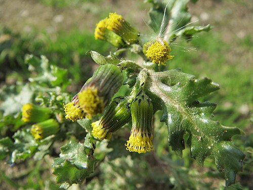 Groundsel: Gewöhnliches Greiskraut ( Senecio vulgaris ) in Hockenheim
