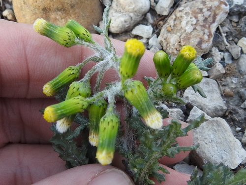 Groundsel (Senecio vulgaris)
