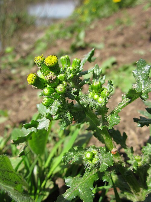 Groundsel: Gewöhnliches Greiskraut ( Senecio vulgaris ) an der Saar in Saarbrücken