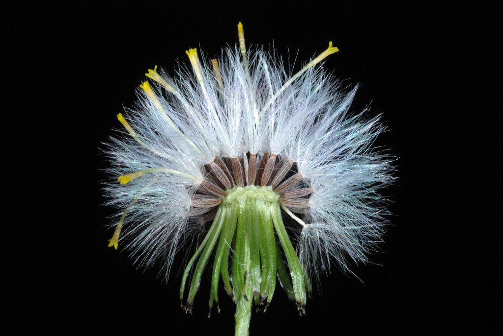 Groundsel (Senecio vulgaris)