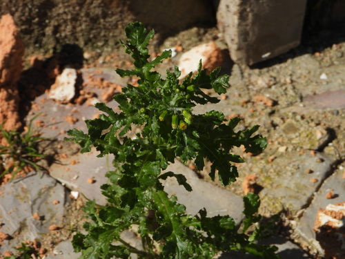 Groundsel (Senecio vulgaris)