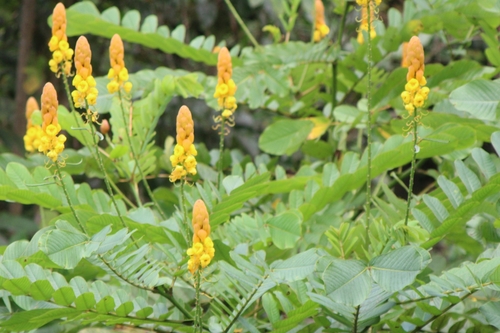 Candelabra bush (Senna alata)