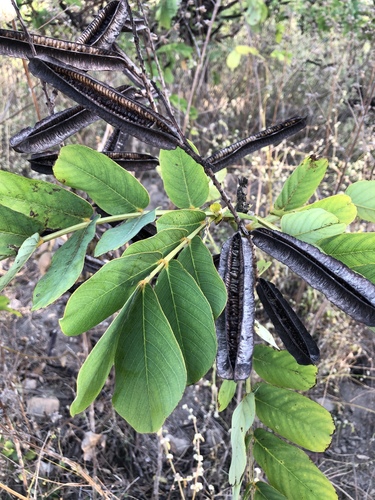 Candelabra bush (Senna alata)