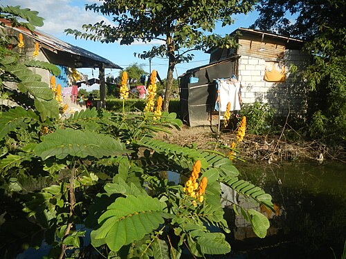 Candelabra bush: Senna alata or Cassia alata L. Akapulko, ringworm bush, Cassia alata, Gelenggang, Leguminosa “bayabas-bayabasan” and “ringworm bush” in Sitio Uno Creek, Pulong