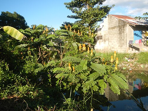 Candelabra bush: Senna alata or Cassia alata L. Akapulko, ringworm bush, Cassia alata, Gelenggang, Leguminosa “bayabas-bayabasan” and “ringworm bush” in Sitio Uno Creek, Pulong