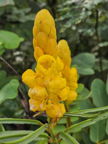 Candelabra bush (Senna alata)