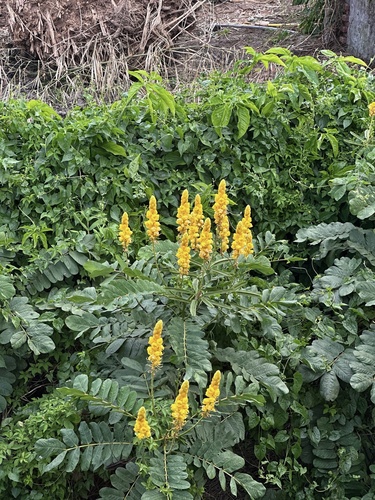 Candelabra bush (Senna alata)