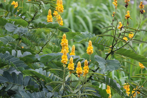 Candelabra bush (Senna alata)