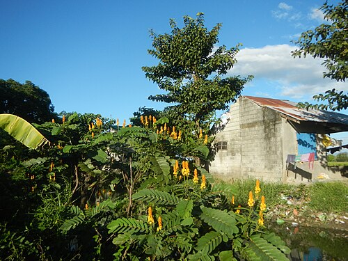 Candelabra bush: Senna alata or Cassia alata L. Akapulko, ringworm bush, Cassia alata, Gelenggang, Leguminosa “bayabas-bayabasan” and “ringworm bush” in Sitio Uno Creek, Pulong