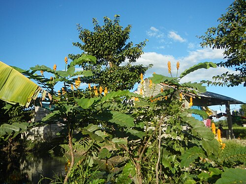 Candelabra bush: Senna alata or Cassia alata L. Akapulko, ringworm bush, Cassia alata, Gelenggang, Leguminosa “bayabas-bayabasan” and “ringworm bush” in Sitio Uno Creek, Pulong