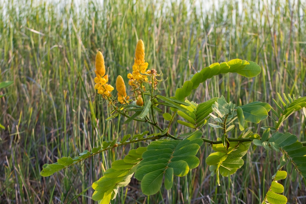 Candelabra bush (Senna alata)
