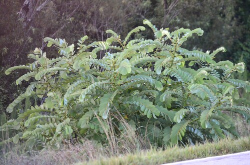 Candelabra bush (Senna alata)