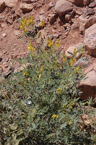 Alexandrian senna (Senna alexandrina)
