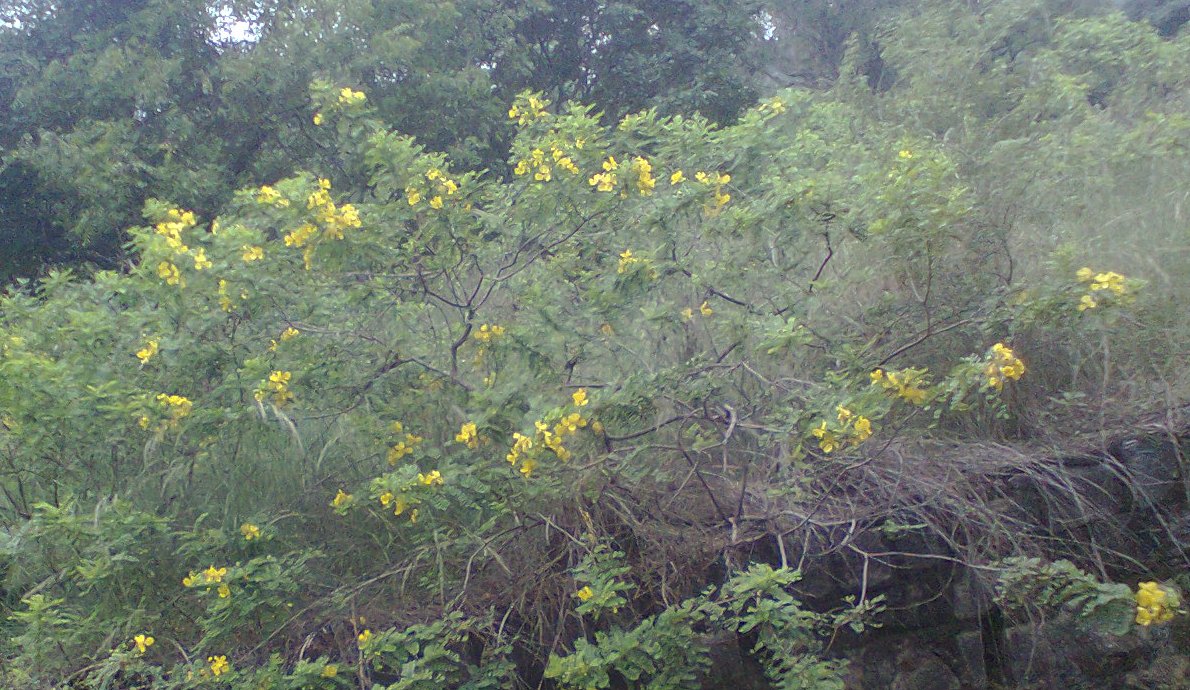 Alexandrian senna: Aavaamhuu, a flower, used in Pongal Festival, in Tamil Nadu, பொங்கலுக்குக் காப்புக் கட்டவும், தோரணம் கட்டவும் தமிழர் பயன்படுத்துவர். துணிக்குச் சாயம் உருவாக்கவு