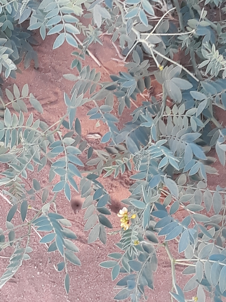 Alexandrian senna (Senna alexandrina)