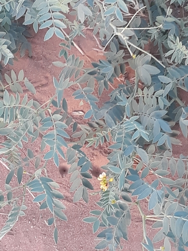 Alexandrian senna (Senna alexandrina)