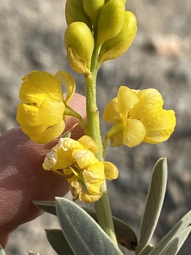 Alexandrian senna (Senna alexandrina)