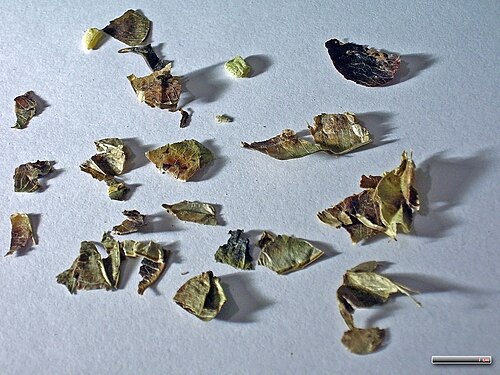 Alexandrian senna: dried Cassia angustifolia; Fruit