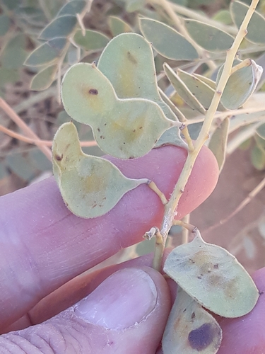 Alexandrian senna (Senna alexandrina)
