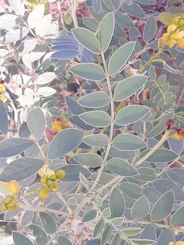 Alexandrian senna (Senna alexandrina)